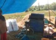 Masyarakat Desa Lawele Gagal Panen Akibat Serangan Hama Ulat.