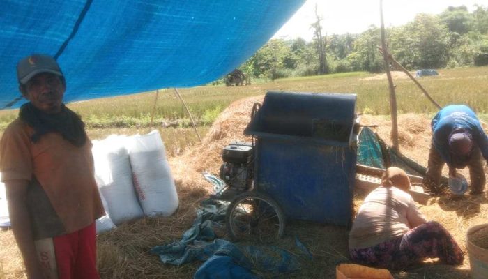 Masyarakat Desa Lawele Gagal Panen Akibat Serangan Hama Ulat.